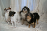Hunde