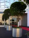Lorbeerbaum alt 3m Edelstahlring Lorbeerbaum alt 3m Edelstahlring