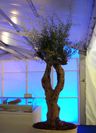 Olivenbaum alt 3m mit knorrigem Stamm Olivenbaum alt 3m mit knorrigem Stamm