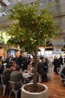 Orangenbaum 3,50m auf der EUROSHOP 2011 Orangenbaum 3,50m auf der EUROSHOP 2011
