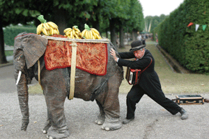 Baby-Elefant
