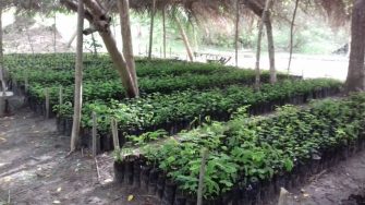 Bäume für Togo: #memoaroundtheworld goes planting